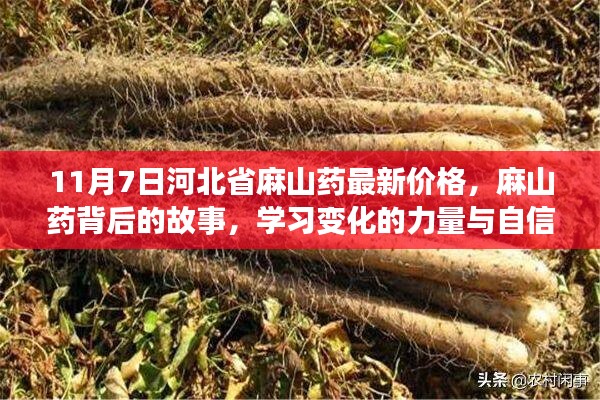 河北省深秋麻山药价格揭秘，背后的故事与自信种子的萌发之路