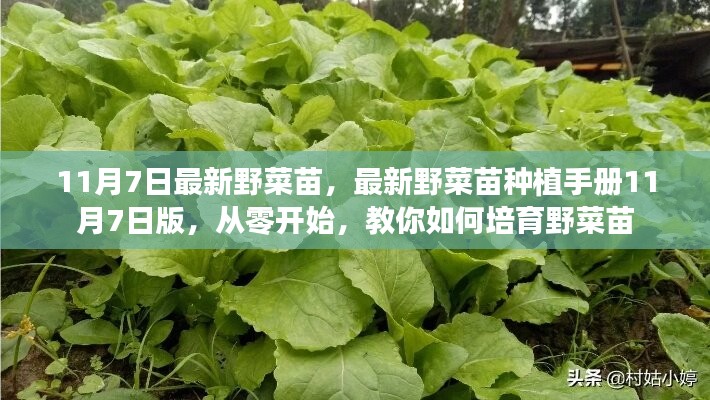 最新野菜苗种植手册，11月7日版，从零开始教你培育野菜苗的技巧