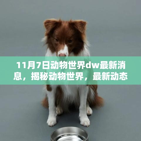 DW揭秘动物世界最新动态与发现，来自11月7日的报道