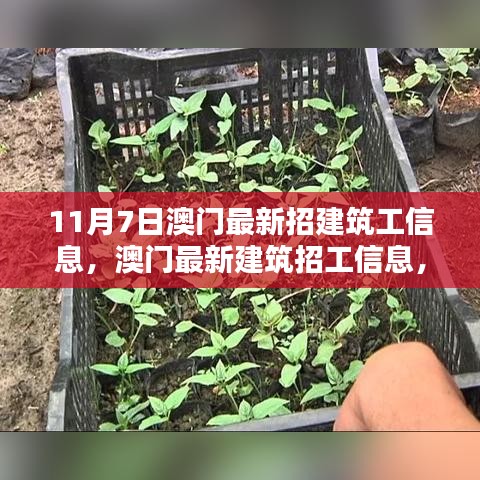 澳门建筑招工最新动态，11月7日行业新动向与影响分析