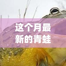 探索神秘两栖世界，最新青蛙揭秘！