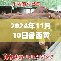 2024年11月10日鲁西黄牛最新价格及行业洞察背景分析