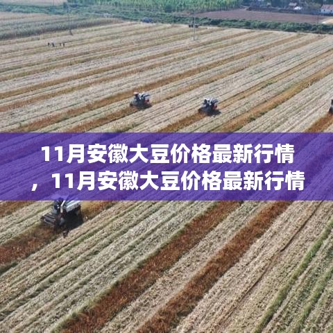 安徽大豆最新行情，市场走势分析与预测，揭秘十一月大豆价格动态