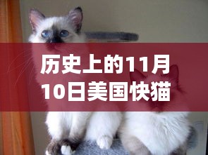 历史上的11月10日与快猫驰骋自然的内心平静之旅探寻，希望符合您的要求，您还可以酌情调整。