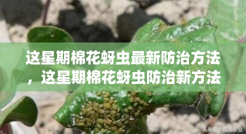 棉花蚜虫防治新方法揭秘，一步步成为防治专家，掌握最新防治技巧