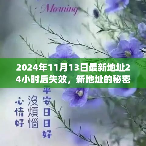 爱与陪伴，新地址的秘密与友情的小冒险——每日更新（2024年11月13日）