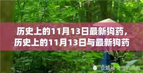 历史上的11月13日，最新狗药深度探讨与观点阐述