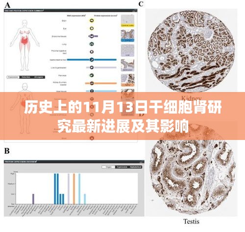 历史上的11月13日干细胞肾研究最新进展及其影响