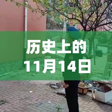 历史上的11月14日，合肥市车辆违章查询详解及最新查询指南