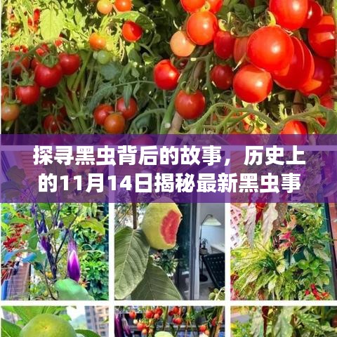 探寻黑虫背后的故事，历史上的11月14日揭秘最新黑虫事件