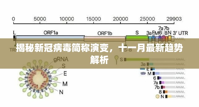 揭秘新冠病毒简称演变，十一月最新趋势解析