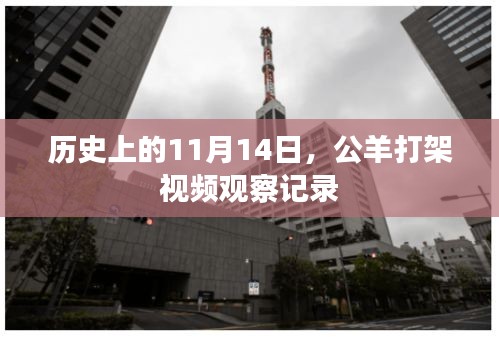 历史上的11月14日，公羊打架视频观察记录