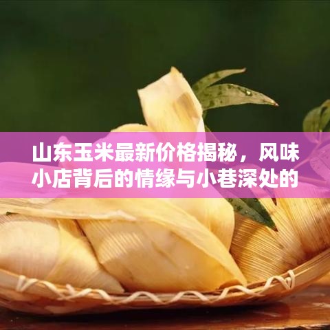 山东玉米最新价格揭秘，风味小店背后的情缘与小巷深处的玉米奇遇（2024年11月16日）