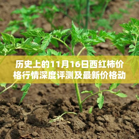 历史上的11月16日西红柿价格行情深度评测及最新价格动态分析