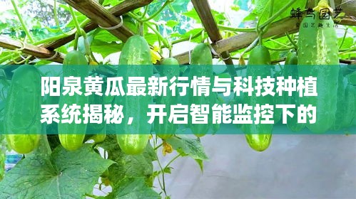 阳泉黄瓜最新行情与科技种植系统揭秘，开启智能监控下的绿色生活新纪元