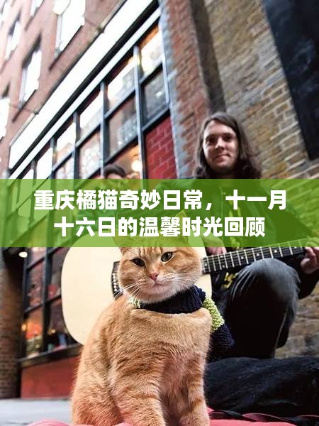 重庆橘猫奇妙日常，十一月十六日的温馨时光回顾