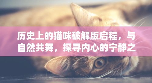 历史上的猫咪破解版启程，与自然共舞，探寻内心的宁静之旅（11月16日最新破解版）