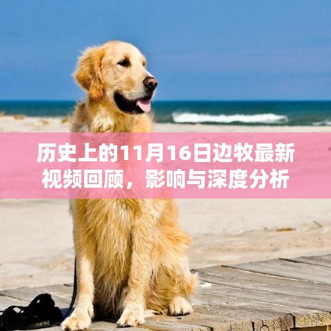 历史上的11月16日边牧最新视频回顾，影响与深度分析