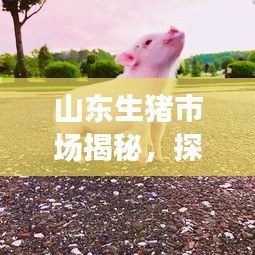 山东生猪市场揭秘，探寻小巷深处的价格传奇——1月16日山东生猪价格回顾与解析