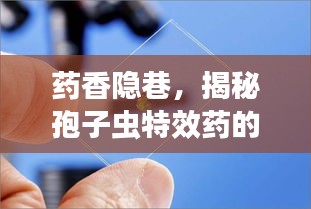 药香隐巷，揭秘孢子虫特效药的诞生与传奇故事（2024年最新）