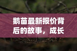 鹅苗最新报价背后的故事，成长的力量与自信的萌芽（2024年11月17日）