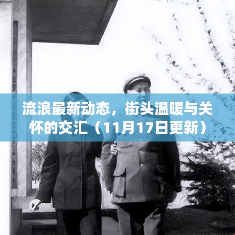 流浪最新动态，街头温暖与关怀的交汇（11月17日更新）