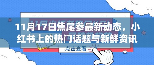 11月17日焦尾参最新动态，小红书上的热门话题与新鲜资讯之旅