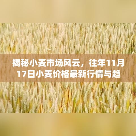 揭秘小麦市场风云，往年11月17日小麦价格最新行情与趋势分析（9月版）