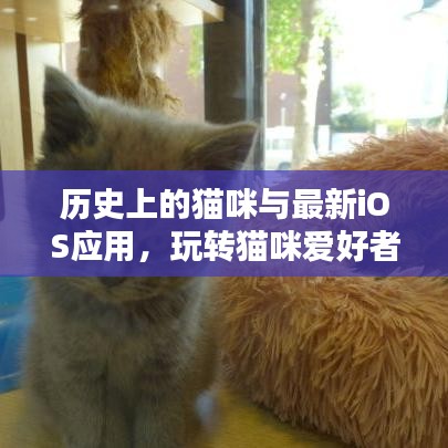 历史上的猫咪与最新iOS应用，玩转猫咪爱好者应用的指南