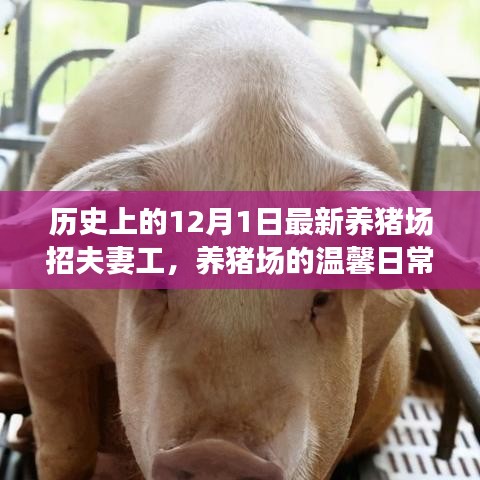 温馨养猪场，夫妻工的意外之旅与友情桥梁开启的12月1日