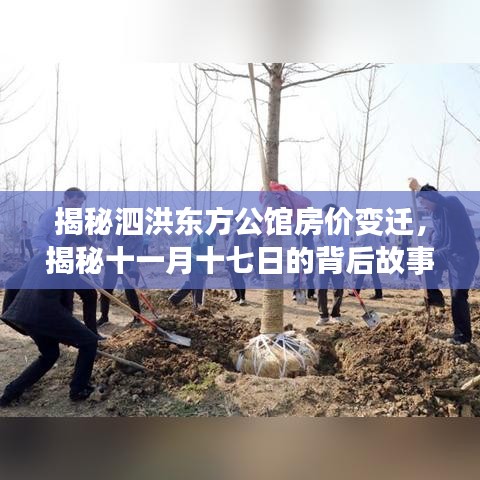 揭秘泗洪东方公馆房价变迁，揭秘十一月十七日的背后故事与最新房价动态