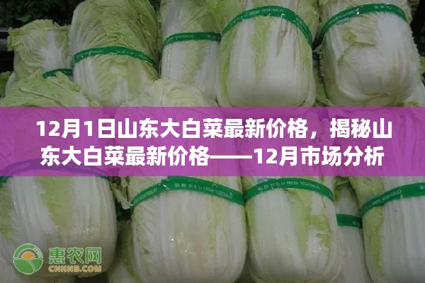 揭秘山东大白菜最新价格，12月市场分析及预测价格走势