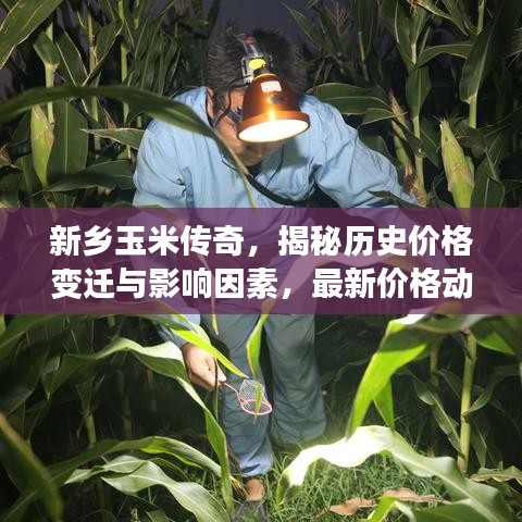 新乡玉米传奇，揭秘历史价格变迁与影响因素，最新价格动态解析