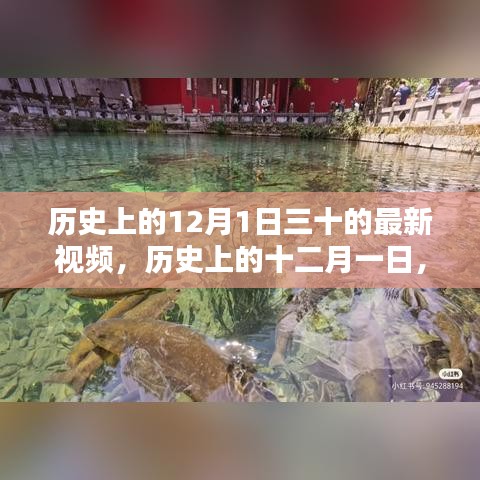 历史上的十二月一日闪耀瞬间，最新视频回顾与小红书版精彩一览