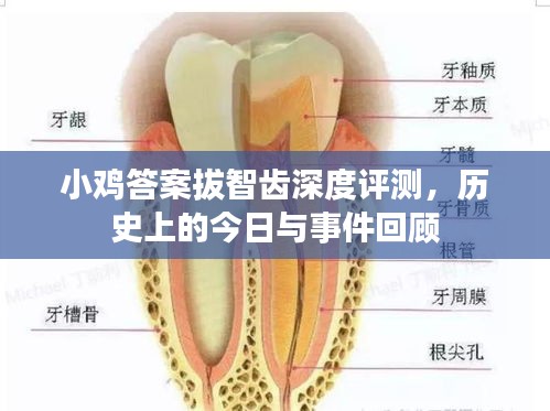 小鸡答案拔智齿深度评测，历史上的今日与事件回顾