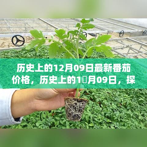 探寻历史番茄价格变迁，揭秘12月09日最新番茄价格走势。