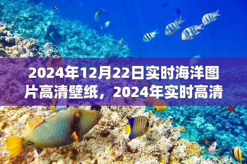 2024年实时高清海洋壁纸，价值与影响之我见